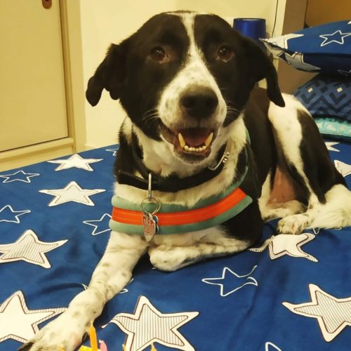 Buddy__Indian Pariah1